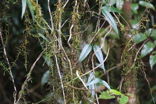 Image of Parsonsia induplicata by (c) Greg Tasney, some rights reserved (CC BY-SA)