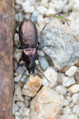 Pterostichus multipunctatus