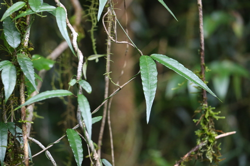 Image of Parsonsia induplicata by (c) Greg Tasney, some rights reserved (CC BY-SA)