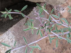 Indigofera sessilifolia