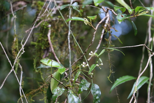 Image of Parsonsia induplicata by (c) Greg Tasney, some rights reserved (CC BY-SA)