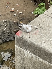 Chroicocephalus ridibundus