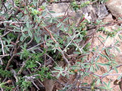 Indigofera sessilifolia
