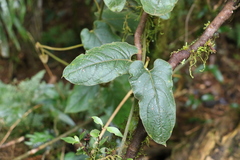 Parsonsia velutina