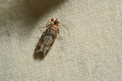 Zeiraphera canadensis