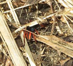 Psammorygma aculeatum