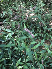 Persicaria cespitosa