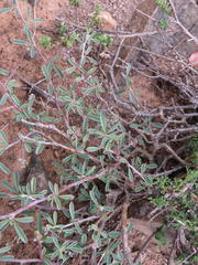 Indigofera sessilifolia