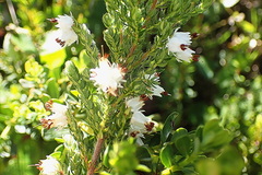 Erica lehmannii