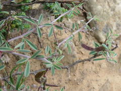 Indigofera sessilifolia