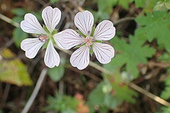 Geranium ornithopodon