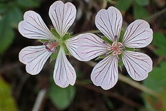 Geranium ornithopodon