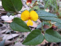 Platylobium reflexum