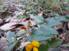 Platylobium reflexum