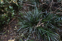 Lomandra spicata