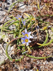 Romulea flava