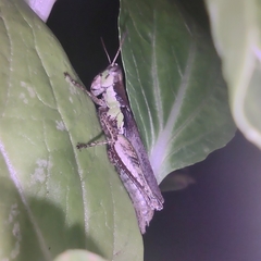 Pseudoxya