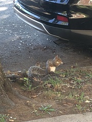 Sciurus carolinensis