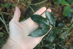 Symplocos baeuerlenii