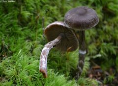 Cortinarius flexipes