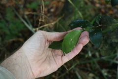 Symplocos baeuerlenii