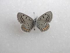 Euphilotes ancilla