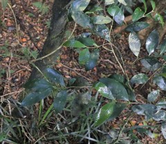 Symplocos baeuerlenii