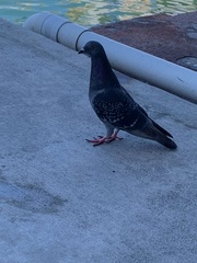 Columba livia domestica