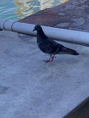 Columba livia domestica