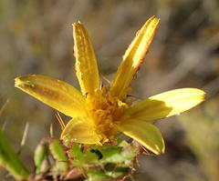 Cullumia aculeata sublanata