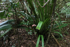 Helmholtzia glaberrima