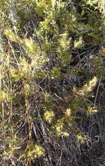 Cullumia aculeata sublanata