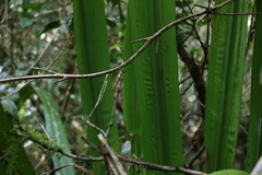 Helmholtzia glaberrima