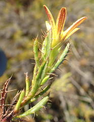 Cullumia aculeata sublanata