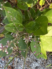 Desmodium floridanum