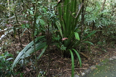 Helmholtzia glaberrima