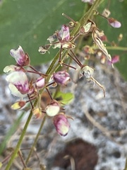 Desmodium floridanum