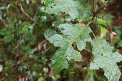 Solanum inaequilaterum