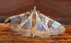 Glyphodes aniferalis