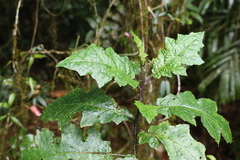 Solanum inaequilaterum