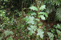 Solanum inaequilaterum
