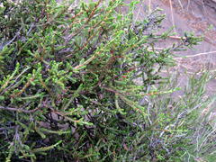 Passerina montana
