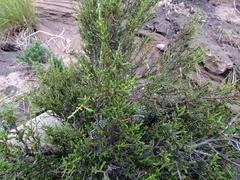 Passerina montana