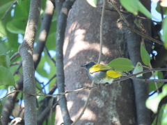 Rubigula cyaniventris
