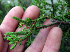 Passerina montana