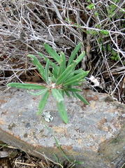 Pachypodium