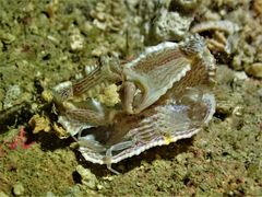 Cryptopodia laevimana