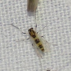 Cricotopus sylvestris