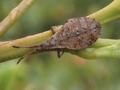 Agriopocoris