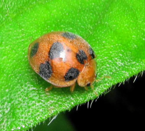 Male Tarachodes lucubrans